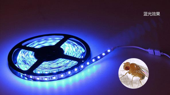 美国研究发现：LED蓝光影响果蝇的寿命